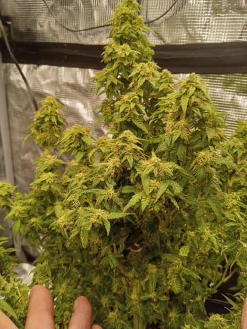 Blueberry critical kush x purple peyote wifi  and one L.a kush cake . — flower, day 70