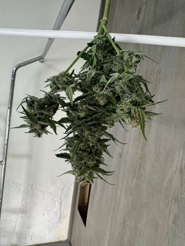 SSH and BD — harvest, day 64