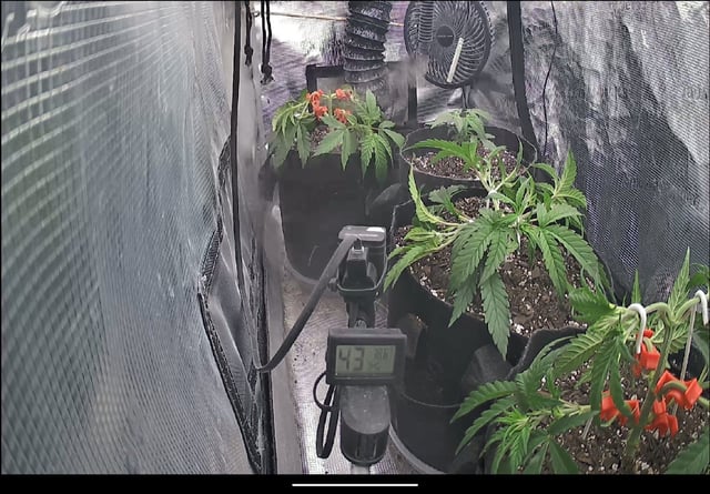 Homemade Seeds  — vegetative, day 35