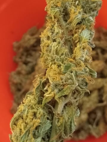   and one L.a kush cake . — flower, day 127