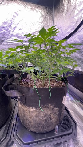 1st Ever Grow (GodFather OG) (Coco) — vegetative, day 64