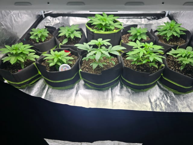 2nd Autoflower Indoor Grow — vegetative, day 22