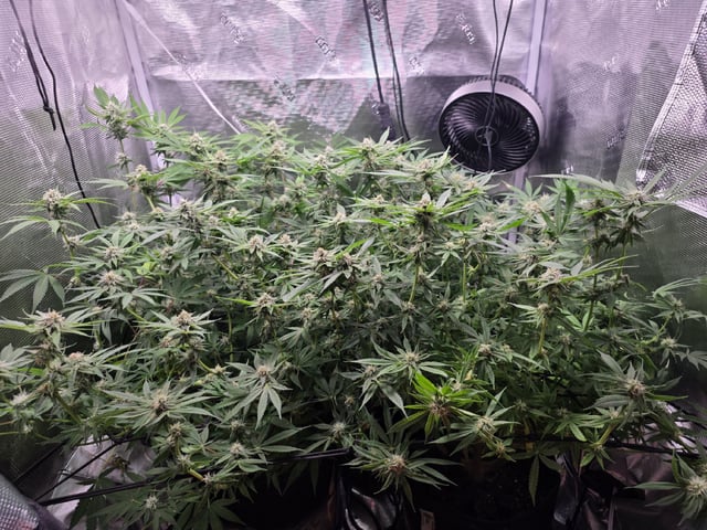 Blue Dream Feminized  — flower, day 128
