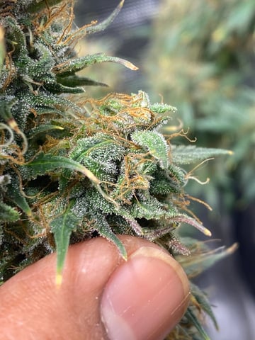 Auto Run #1 2025-2026 — flower, day 98