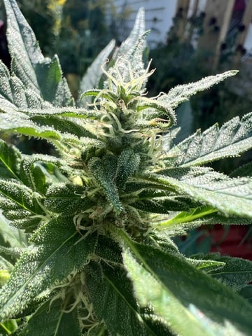 Banjo (Adam’s Plant) — flower, day 73