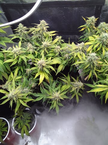 Next Attempt  — flower, day 71