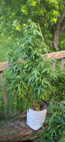 Outdoor 2025 — vegetative, day 108