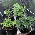BurntLighter3295