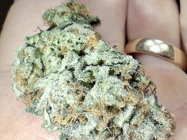 Blueberry Muffin  — done, day 17