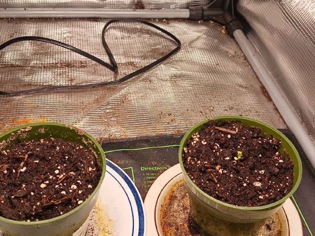 4th grow  — done, day 173