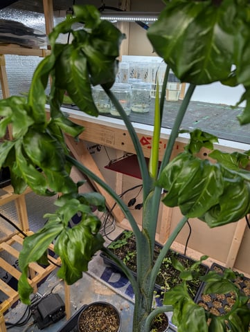 See what grows — vegetative, day 64