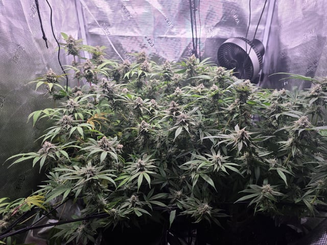 Blue Dream Feminized  — flower, day 138