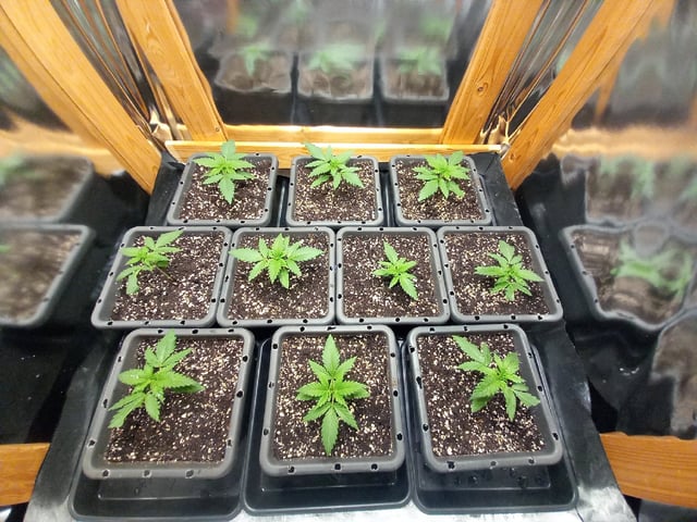 Critical Feminisiert Ganjafarmer  — vegetative, day 21