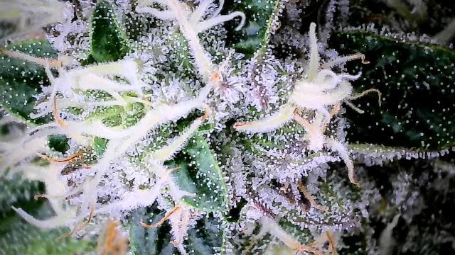 First time — flower, day 133