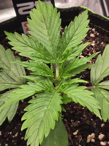 Gorilla Cookies auto  — vegetative, day 14