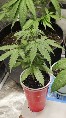 My First Grow — grow_setup, day 30