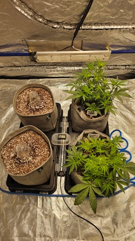 Autos For The Rest Of Winter 🔥🔥😉 — grow_setup, day 1