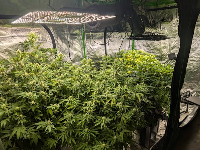 Acapulco Gold  — flower, day 82