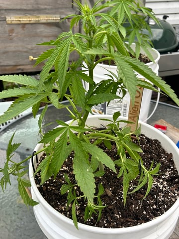 First ever grow — flower, day 49