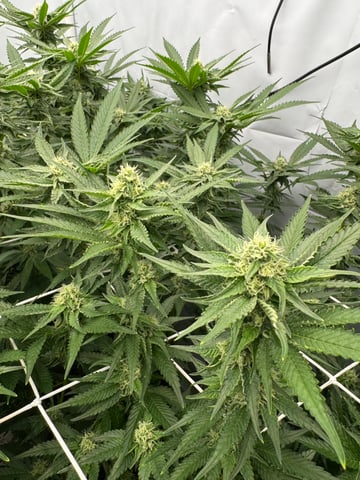 Permanent Marker, Gary Payton — flower, day 28