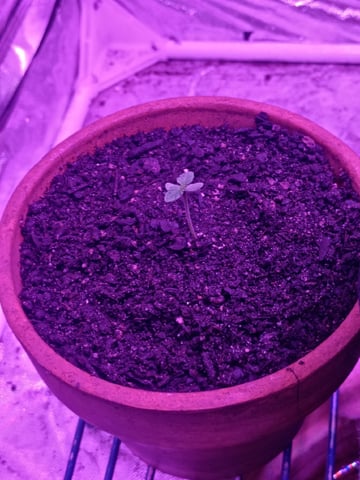 OG Kush Photoperiod  — germination, day 7