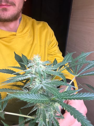 CMA  — flower, day 70