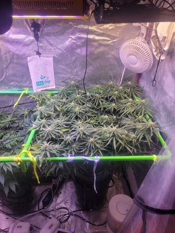 6th Grow — flower, day 58
