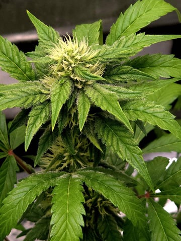 (4)autos  — flower, day 46