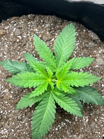 Blue Dream Photos — vegetative, day 11