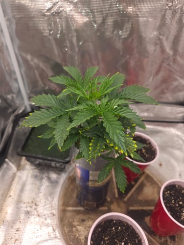 Experiment Time — vegetative, day 26
