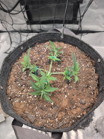 Girl Scout Cookies — vegetative, day 50