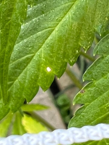 Indoor Grow  — vegetative, day 7