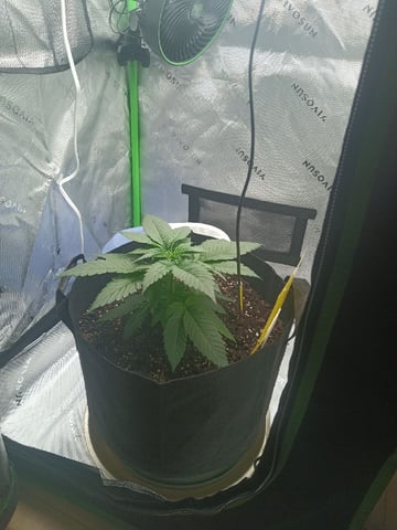 Critical Purple Kush — vegetative, day 38