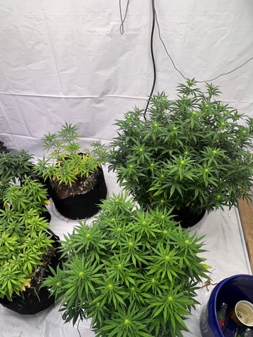 Indoor Grow  — flower, day 56