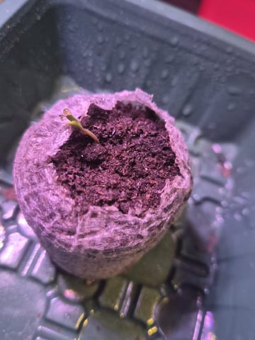Mrs Sticky BEAST — seedling_rooting, day 5