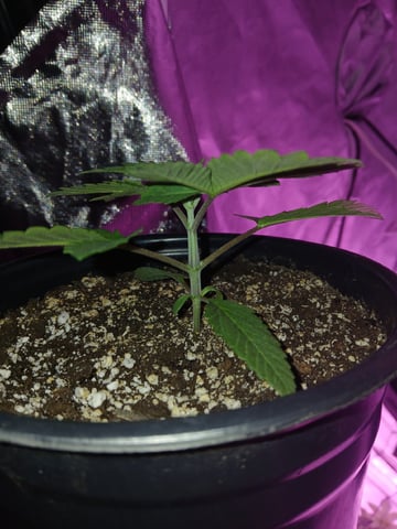 CountryG  — seedling_rooting, day 23