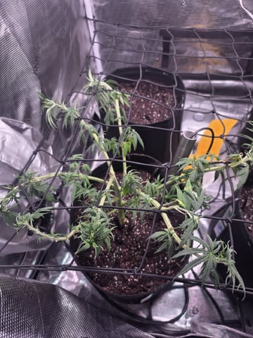 Blue Dream Feminized 