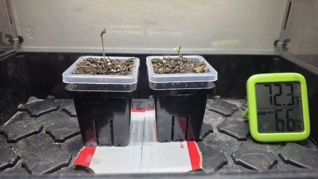 Strawberry Sugar  — germination, day 3