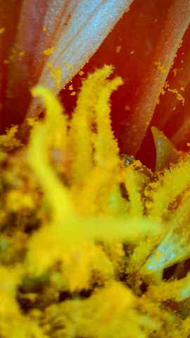 dahlia breeding — flower, day 15