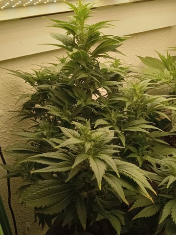 Blueberry critical kush x purple peyote wifi  and one L.a kush cake . — flower, day 31