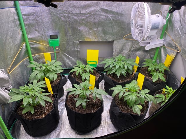 The White X Run Away Bride #3 — vegetative, day 31