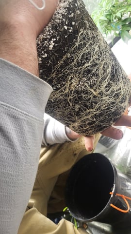 1st grow indoors(cardboard box to 2x2x4 to 5x5x6) — vegetative, day 64