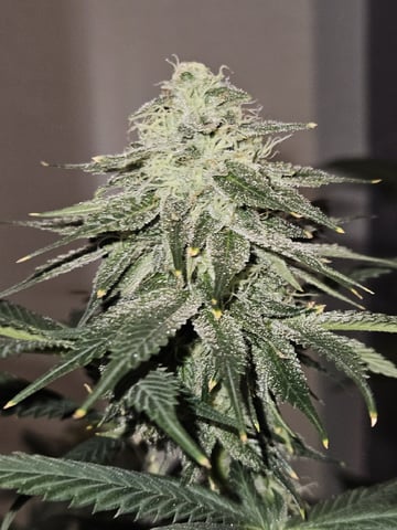 Bruce Banner #4  — flower, day 96