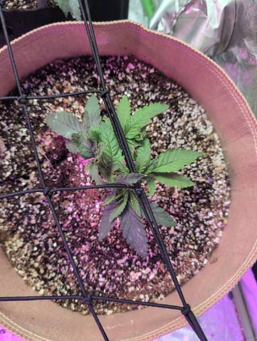 2025-26 — vegetative, day 16