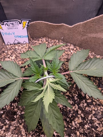 Piggy Stardust — vegetative, day 28