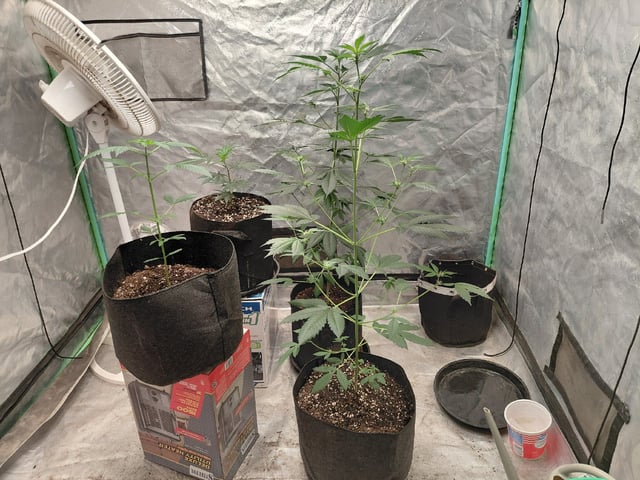 Growing  A New One — flower, day 43