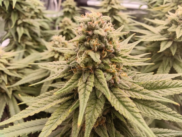 Starfighter/Ohio Guptilla Hybrid — flower, day 32