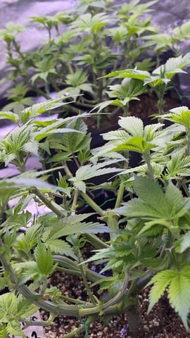 1st Ever Grow (GodFather OG) (Coco) — vegetative, day 57