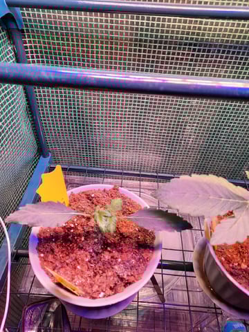 Blackberry kush — seedling_rooting, day 26