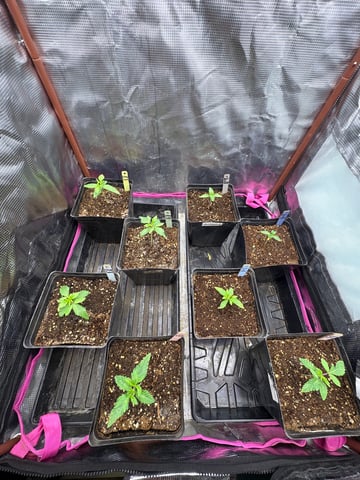 Grow #2 2x2x4 — seedling_rooting, day 21